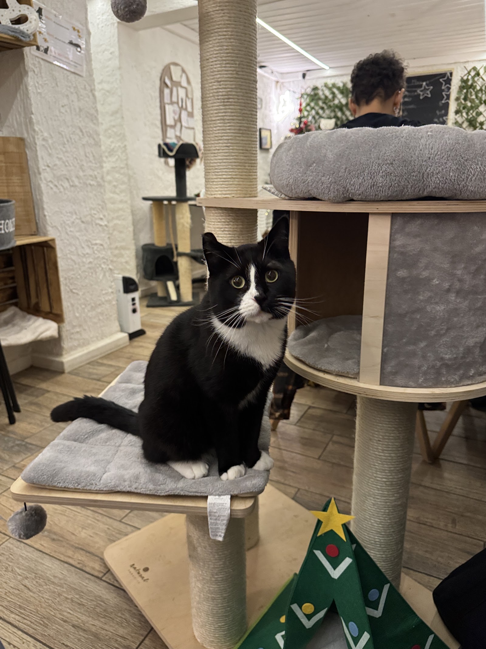 Chez Miss Miaouw